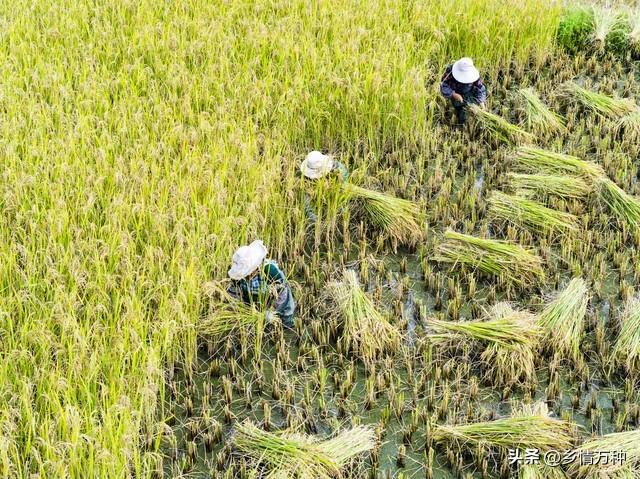 致富水果种植方法_水果怎么种植致富_水果种植赚钱吗