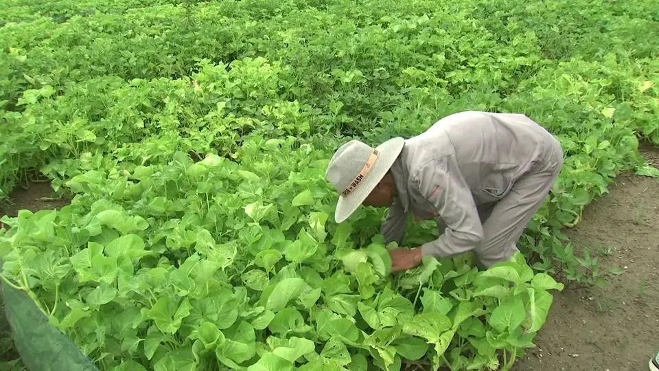 致富经养殖蜗牛视频_蜗牛养殖技术视频_致富经蜗牛养殖视频