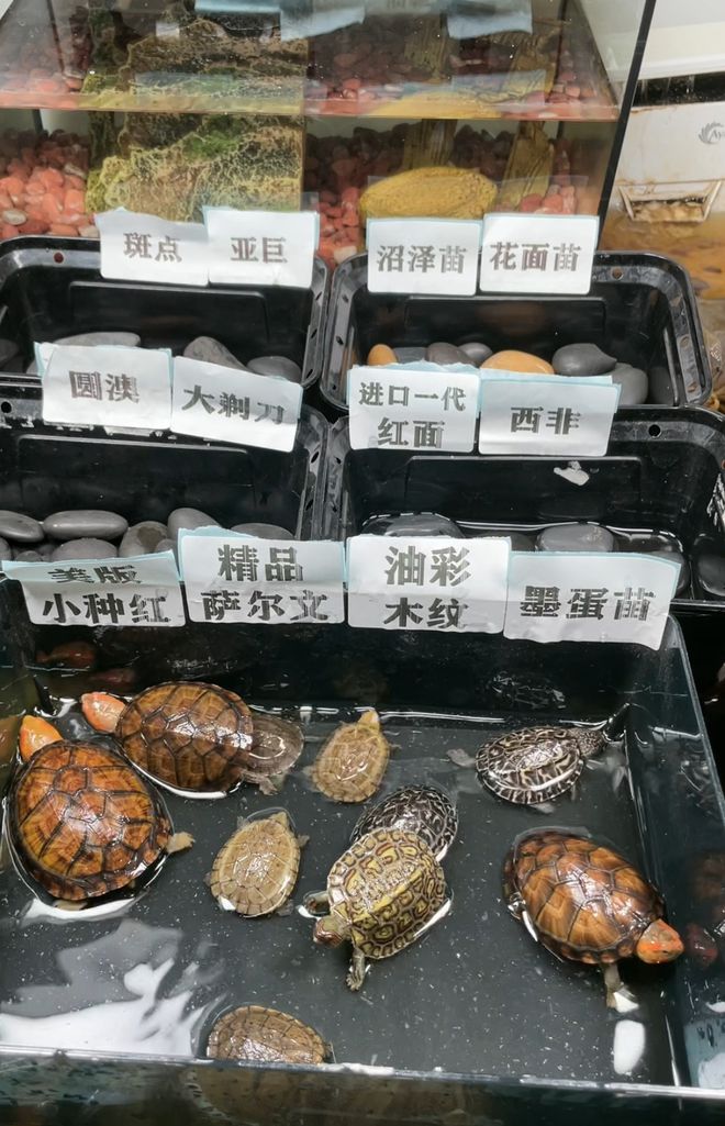 养殖技术龟苗有哪些_龟养殖技术视频_龟苗养殖技术