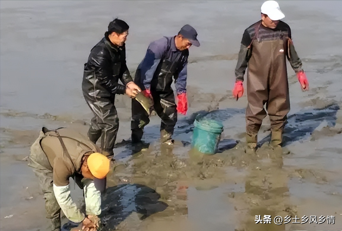 池塘散养甲鱼致富经_甲鱼池塘养殖_甲鱼养殖池塘怎样建造视频