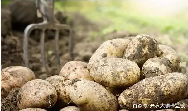 土豆高产种植技术