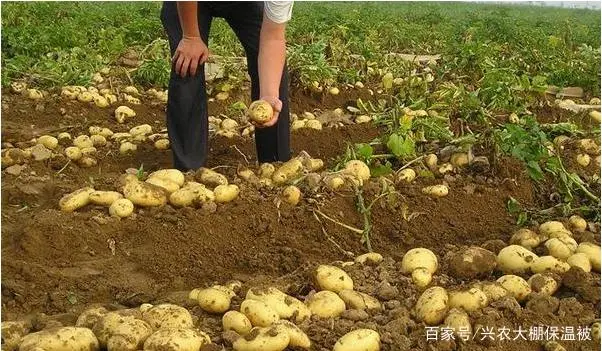 土豆高产种植技术全过程_土豆高产种植技术_土豆高产种植技术视频