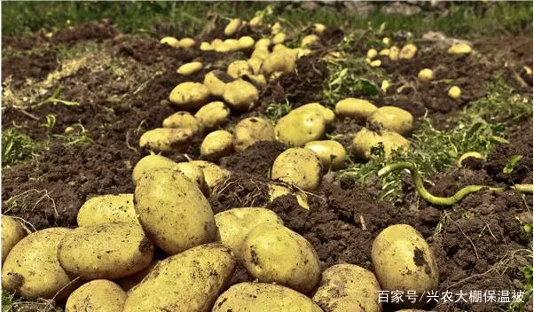 土豆高产种植技术视频_土豆高产种植技术全过程_土豆高产种植技术