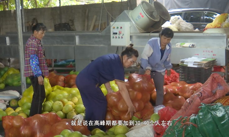 广东水果种植基地_广东种植水果致富_适合广东种植的水果新品种