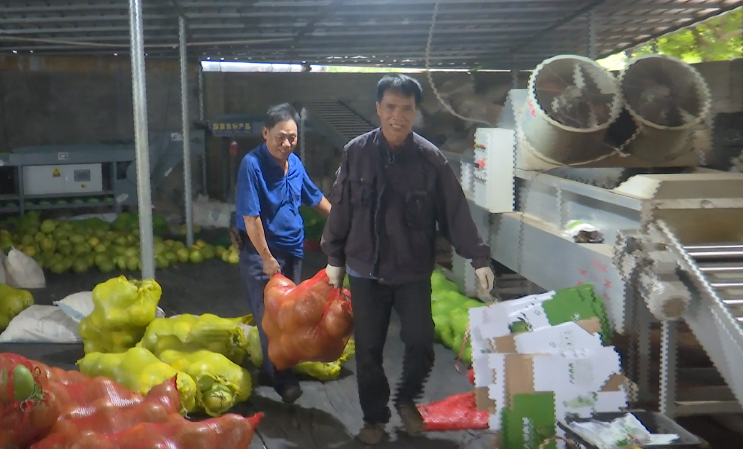 广东种植水果致富_广东水果种植基地_适合广东种植的水果新品种