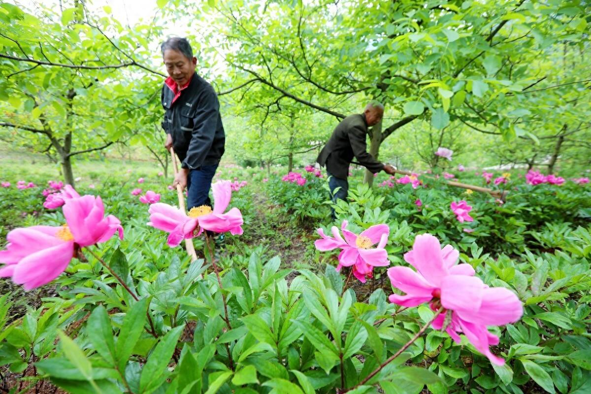 湖北房县：林下经济带来好“钱景”，红塔镇沙坪村林下中药材基地