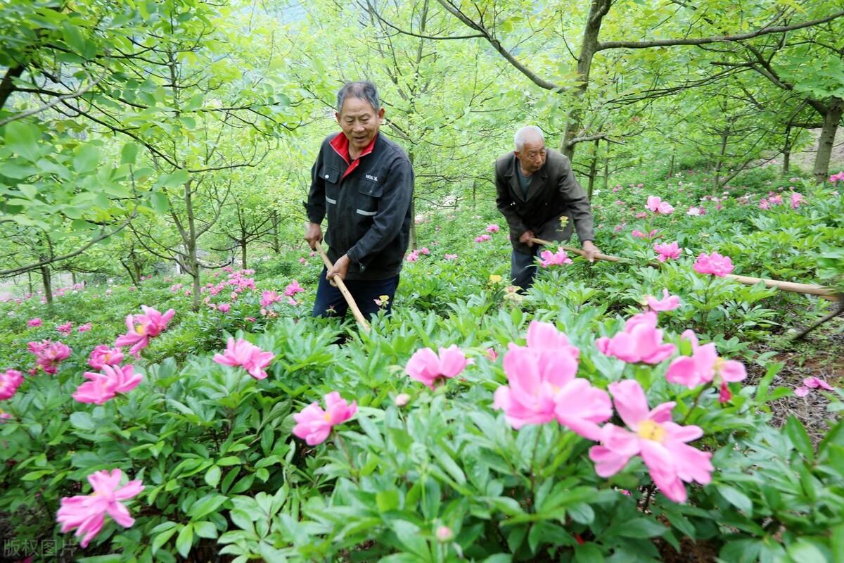 药材种植柴胡价格_种植柴胡赚钱吗_湖北种植柴胡致富