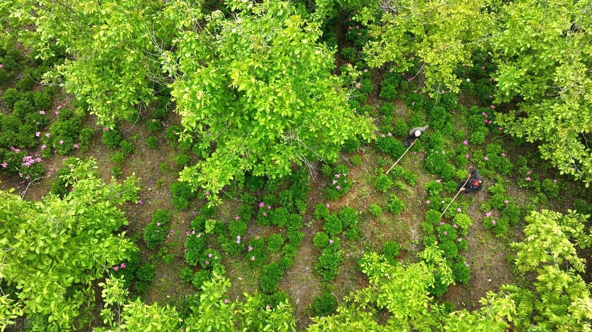 药材种植柴胡价格_种植柴胡赚钱吗_湖北种植柴胡致富