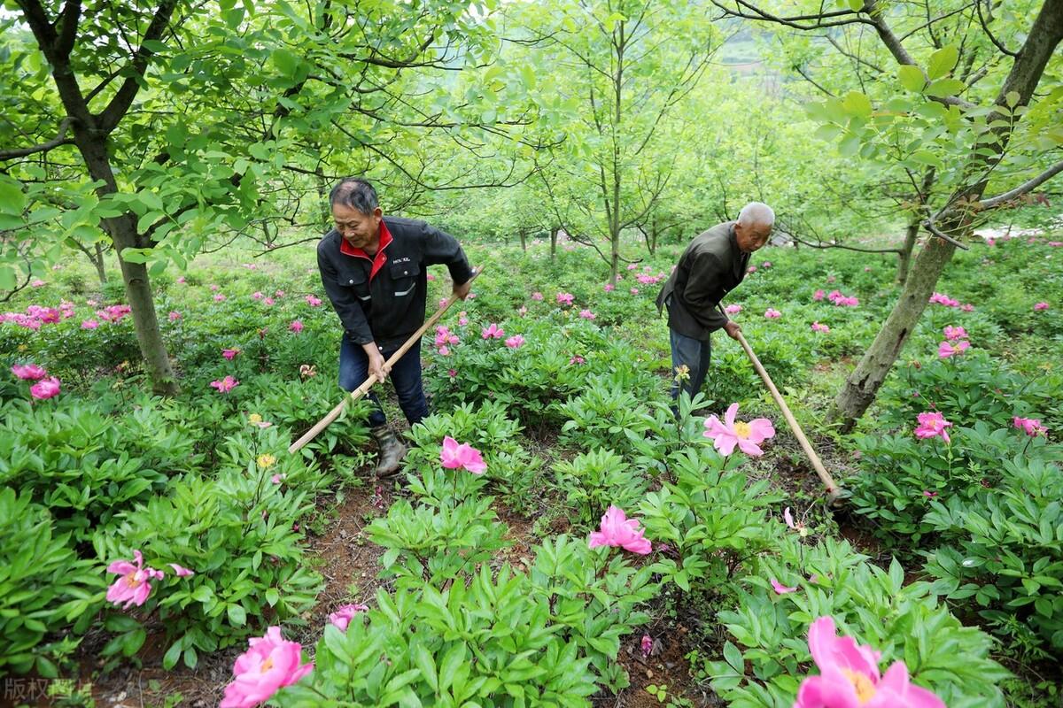 种植柴胡赚钱吗_湖北种植柴胡致富_药材种植柴胡价格