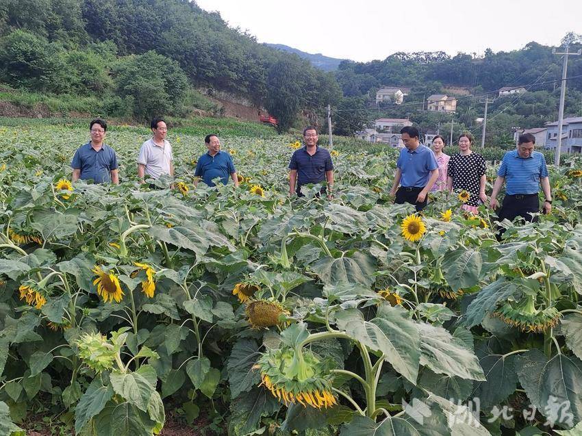 郧阳区青曲镇：葵花开了 游客来了 村民乐了