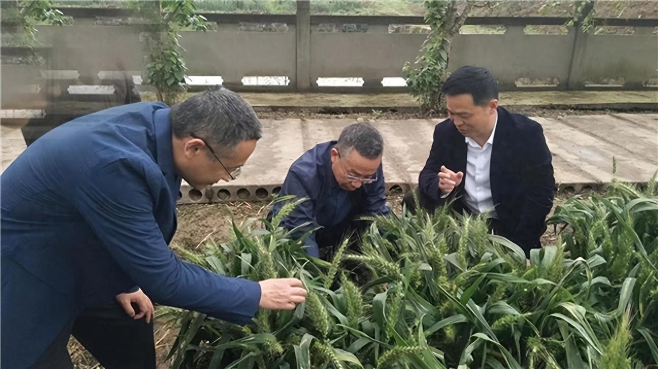 重庆地区超级小麦种植获高产 为西南推广“打样”