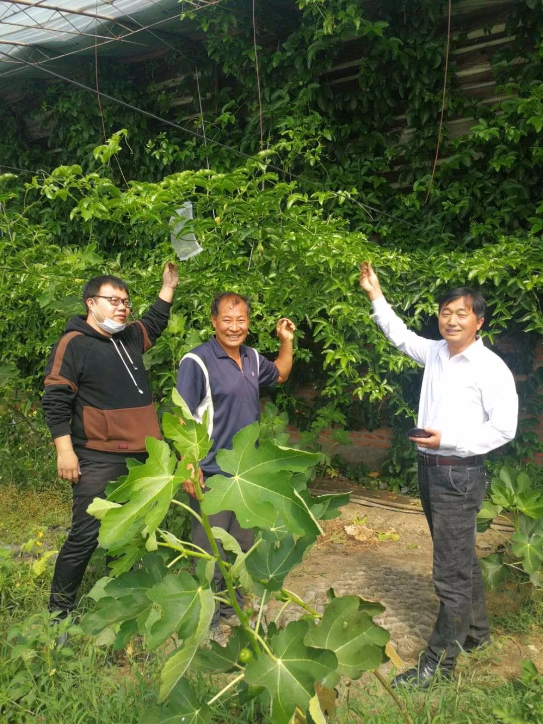 适合广东种植的水果新品种_广东种植水果致富_广东种植什么水果最赚钱