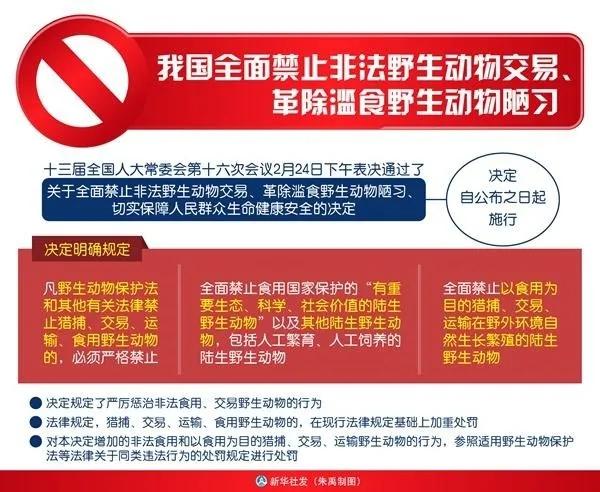 斑鸠养殖技术和引种_养殖引种斑鸠技术要求_斑鸠养殖