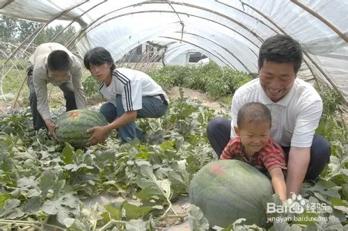 农村养（种植）什么可以发家致富