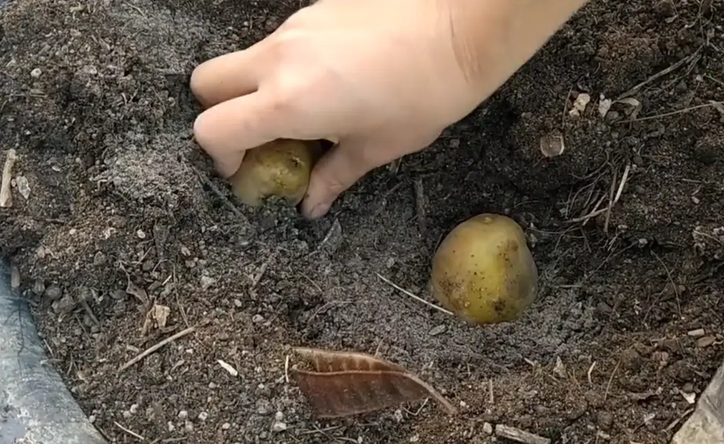 土豆高产种植技术视频_土豆高产种植技术全过程_土豆高产种植技术