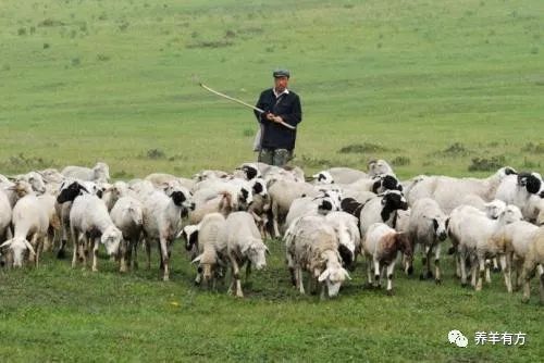 山羊养殖肉技术视频_肉山羊养殖技术_山羊养殖肉技术与管理