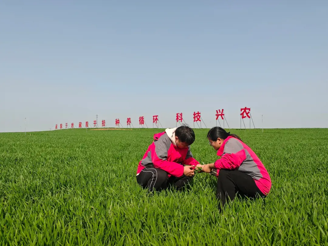 优质作物推广成效及经验_成效作物优质推广经验怎么写_推广优良品种