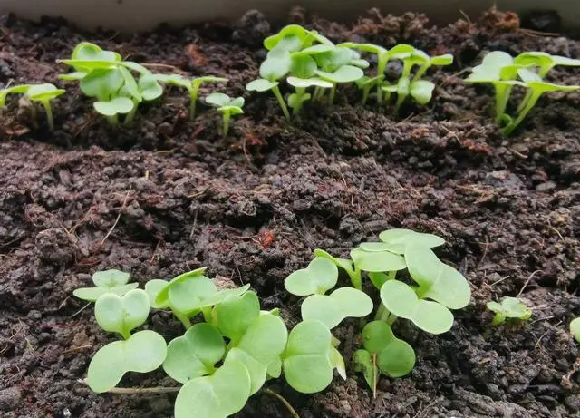 小白莱种植技术_小白菜种植技巧_小白菜的种植技术