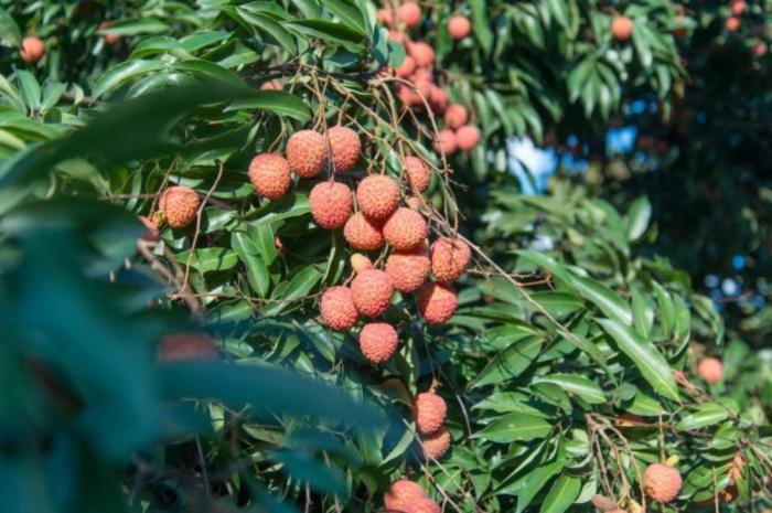 种植荔枝致富_致富种植荔枝怎么样_致富种植荔枝图片