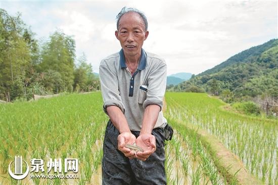 斑鸠养殖_养殖引种斑鸠技术视频_斑鸠养殖技术和引种