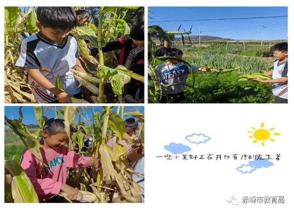 小白菜的种植技术_小白菜菜的种植方法和时间_小白莱种植技术