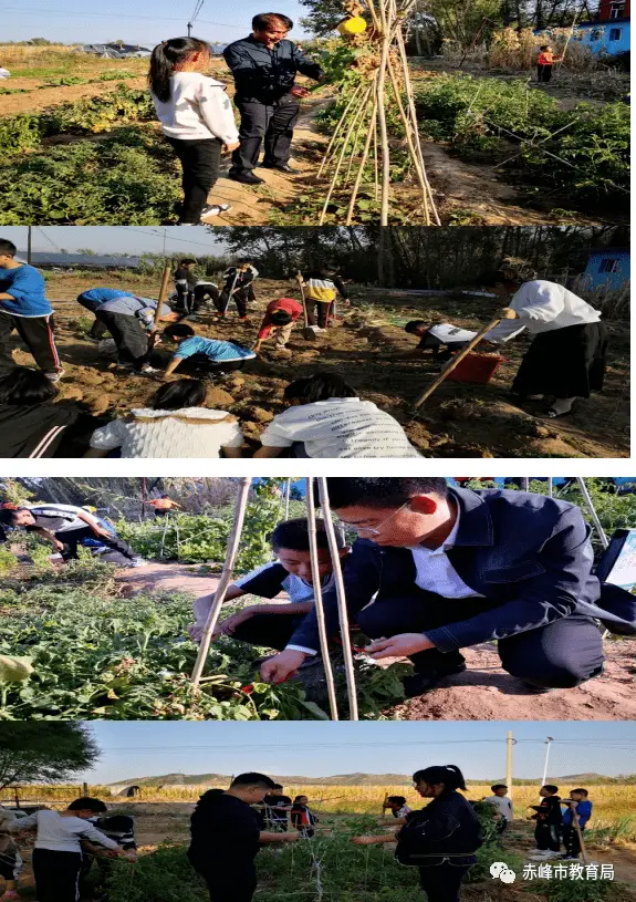 小白菜的种植技术_小白莱种植技术_小白菜菜的种植方法和时间