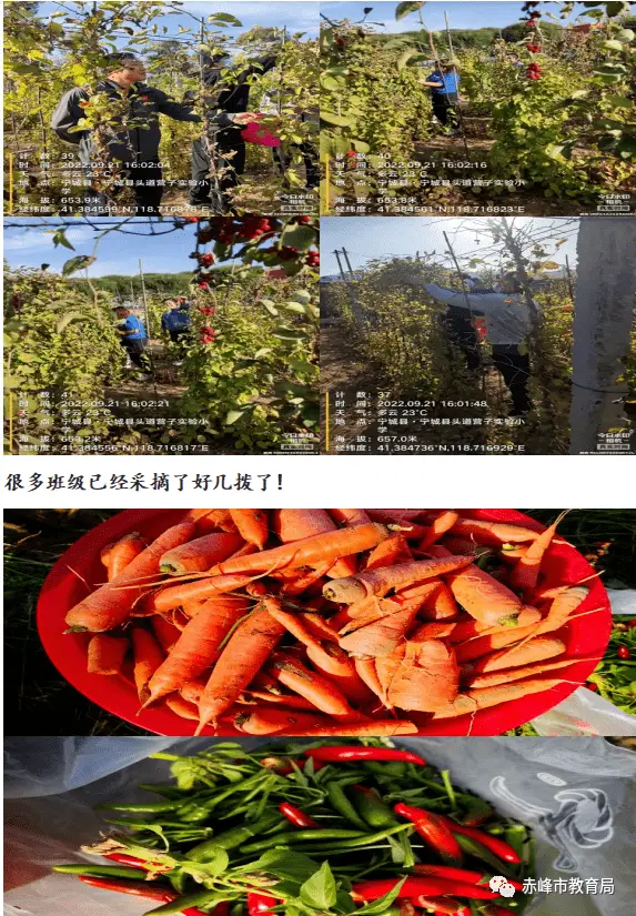 小白菜菜的种植方法和时间_小白莱种植技术_小白菜的种植技术