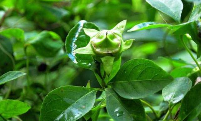 靠着种植中药材，他带领乡亲们脱贫致富