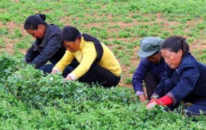 靠着种植中药材，他带领乡亲们脱贫致富3.jpg