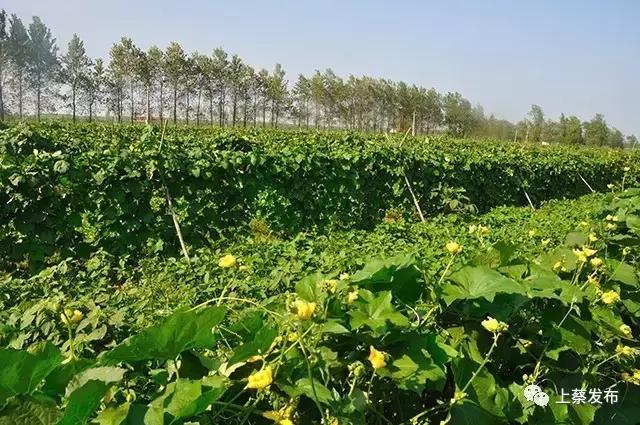 致富经河南种植丝瓜_驻马店丝瓜大王致富经_致富经丝瓜种植视频