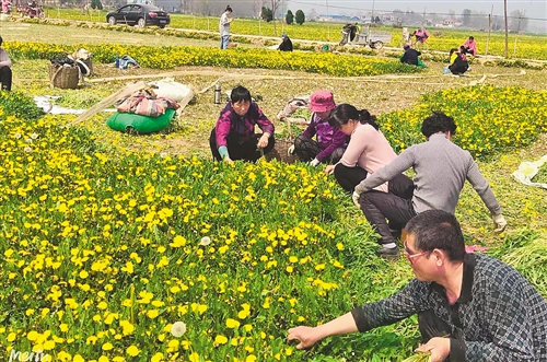 田间野草变致富“金草”