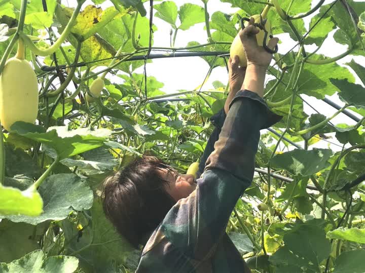 秋季大棚种植技术刀豆视频_大棚刀豆能过冬吗_秋季大棚刀豆种植技术