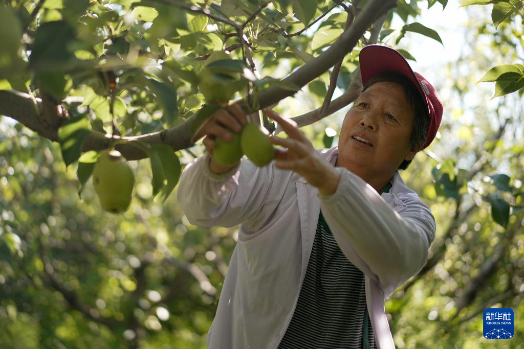 特色种植带动农民增收_特色种植拓宽致富_种植致富业