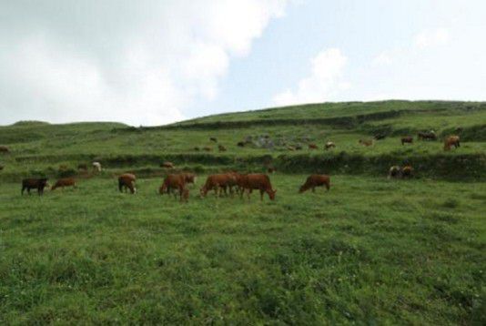 思南许家坝：生态畜牧业助力群众增收致富