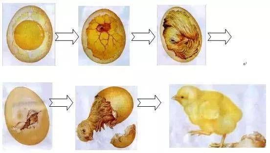 最新整理鸡蛋孵化技术,人工孵化翻蛋和照蛋的时间最关键,定要牢记