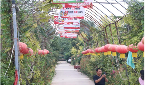 鹿邑种植致富_鹿邑蔬菜种植基地_种植致富新项目