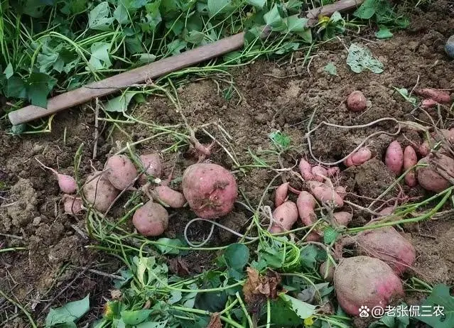 地瓜种植技术视_地瓜种植技术视频_种植地瓜视频