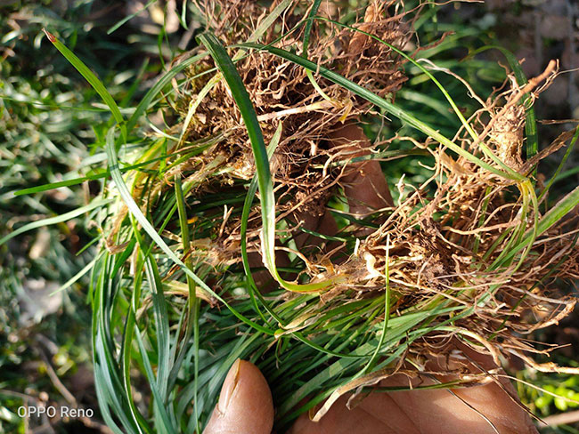 麦冬怎么种植?麦冬种植技术