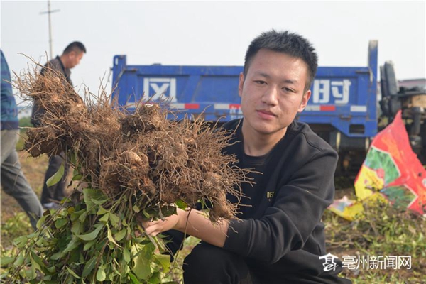 返乡种植药材 圆了致富梦想