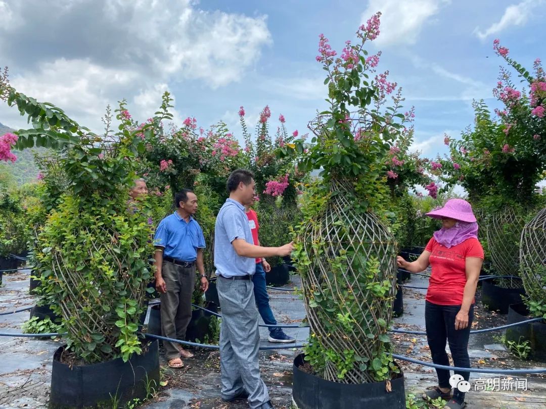 安徽花卉种植致富_适合安徽种植的花卉_安徽花卉种植基地