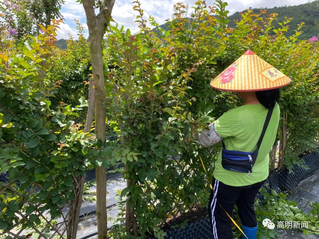 安徽花卉种植基地_适合安徽种植的花卉_安徽花卉种植致富