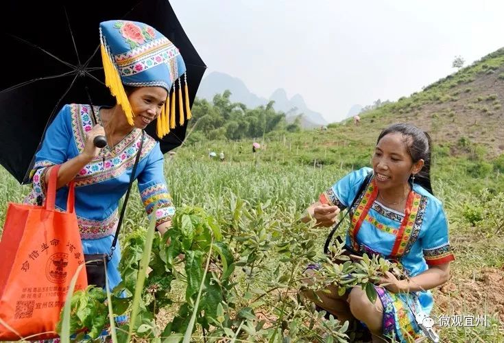 山稔种苗_种植山稔致富_山稔的种植