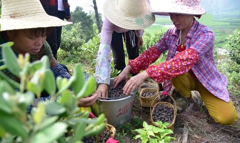 山稔种苗_山稔的种植_种植山稔致富