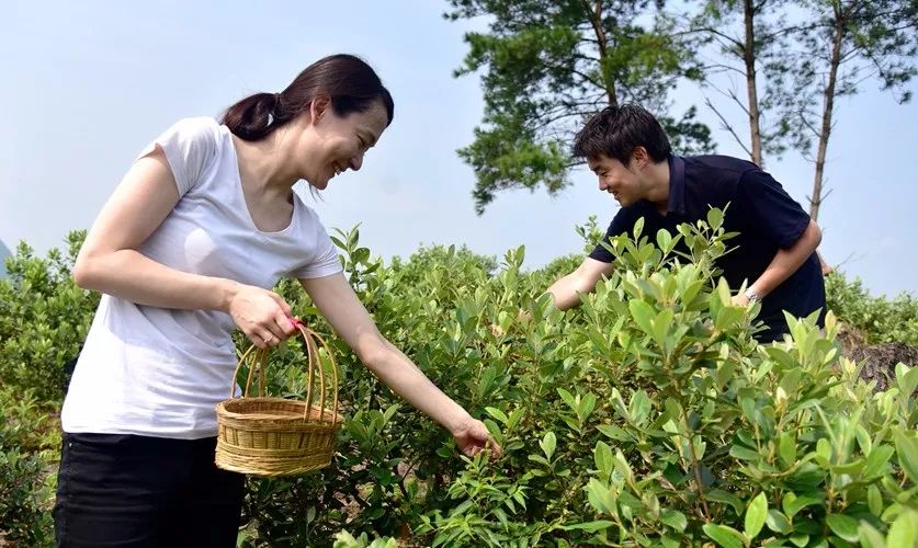 山稔种苗_山稔的种植_种植山稔致富