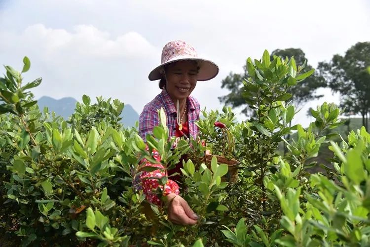 山稔种苗_山稔的种植_种植山稔致富