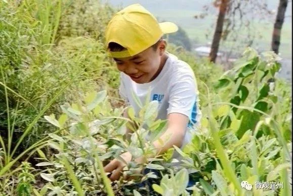 种植山稔致富_山稔种苗_山稔的种植