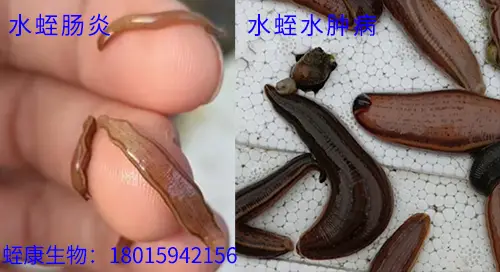 【水蛭养殖技术】蛭康生物案例之水蛭肚子肿大是什么原因？