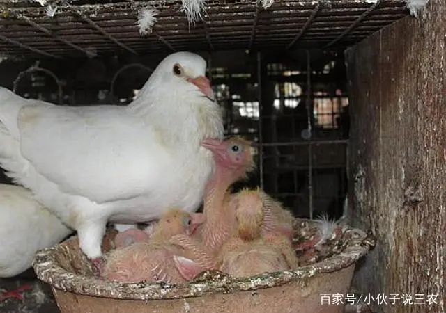 蛋鸽养殖利润_南京蛋鸽养殖技术_鸽子蛋养殖场