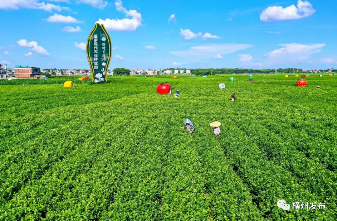 横州市：全产业链数字化打造茉莉花特色产业品牌