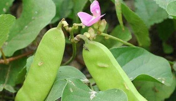 秋季大棚刀豆种植技术_秋季大棚种植技术刀豆图片_秋季大棚种植技术刀豆视频